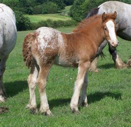 Click for larger image